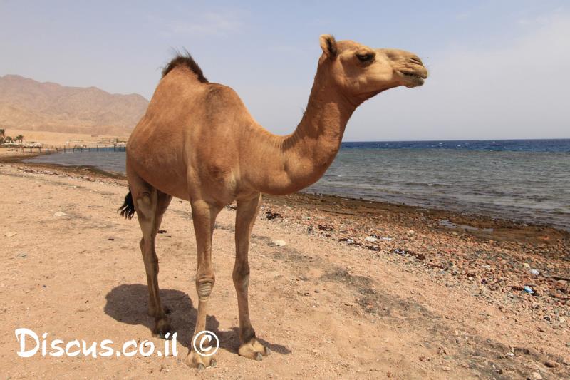 גמל חד דבשתי