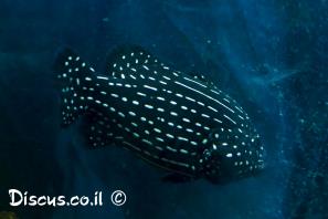 בוריתן קוקוי