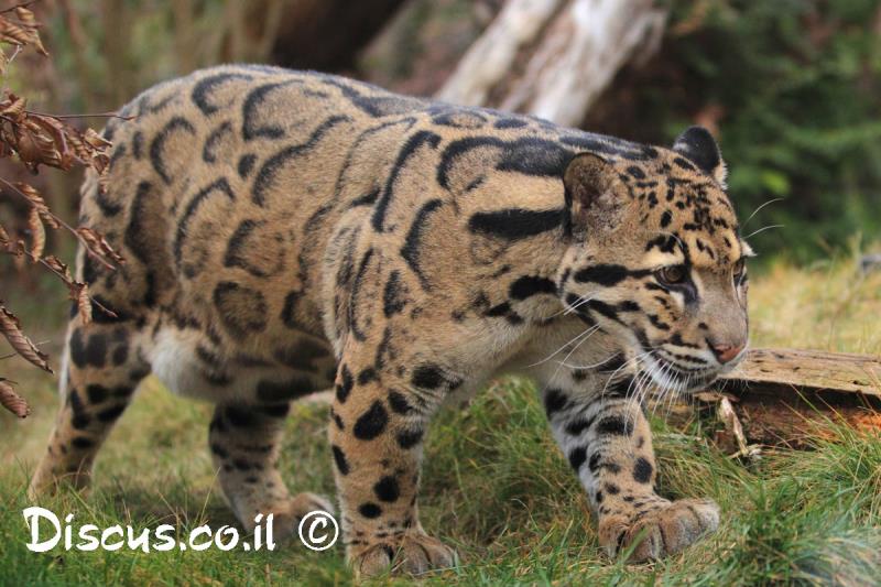 נמר ערפילי מצוי