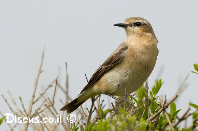 סלעית אירופית