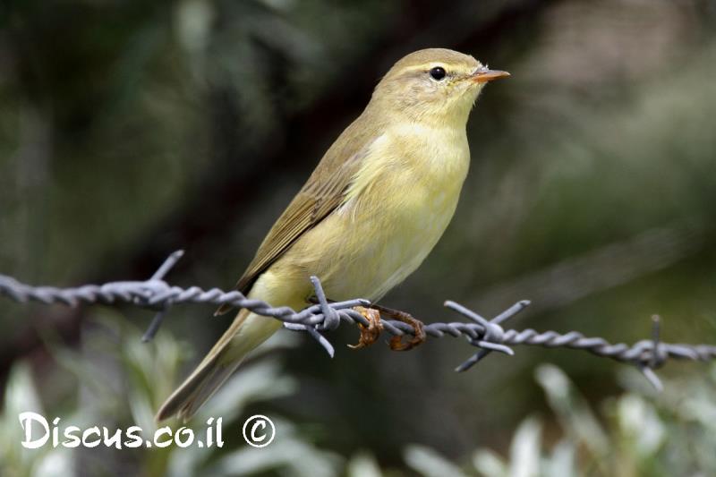 עלווית אפורה