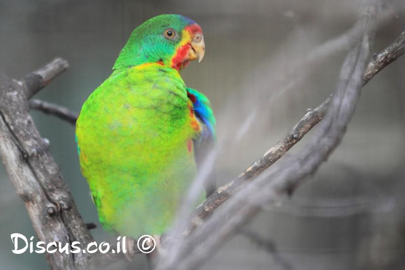 תוכי הסיסים