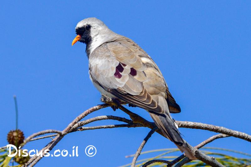 תורית זנבנית