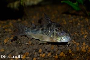 קורידורס מלח פלפל