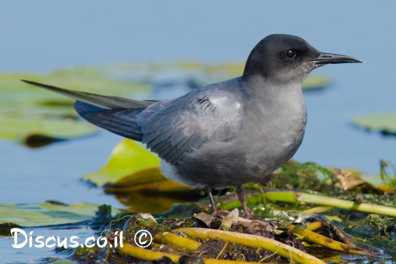 מרומית שחורה