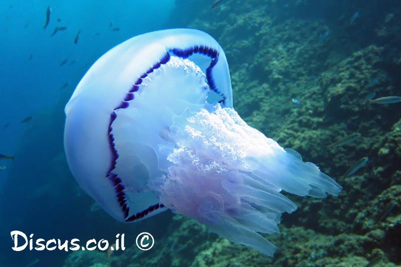 מדוזה מצויה