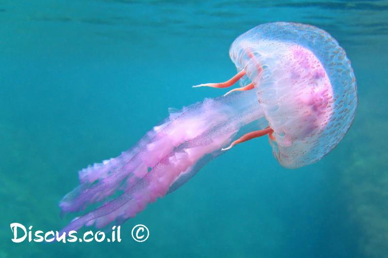 פלגית זוהרת