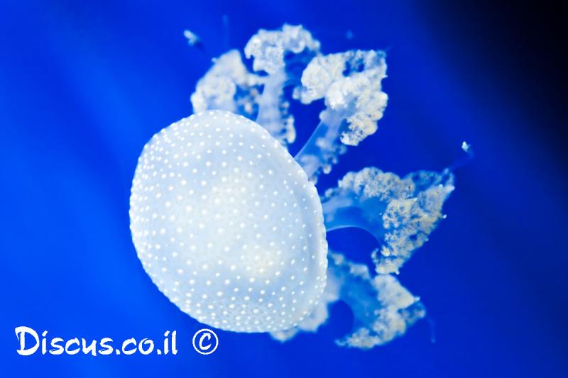 פילוריזה מנוקדת