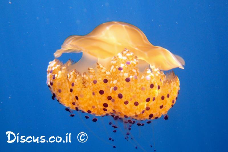 קנוקנית הכובע