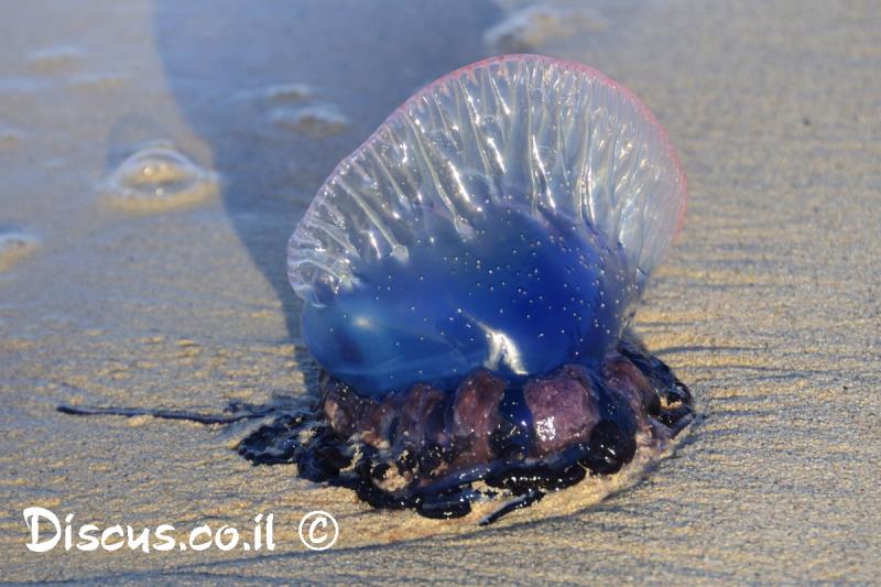 שלפוחן מצוי