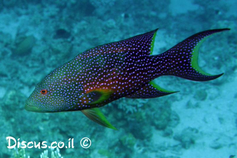 וריולה סיסית