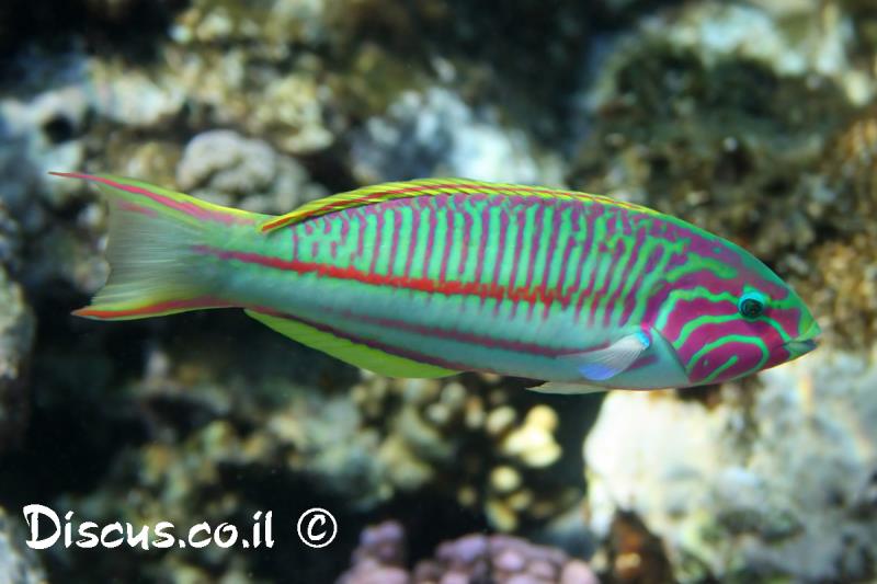 טווסון אילתי