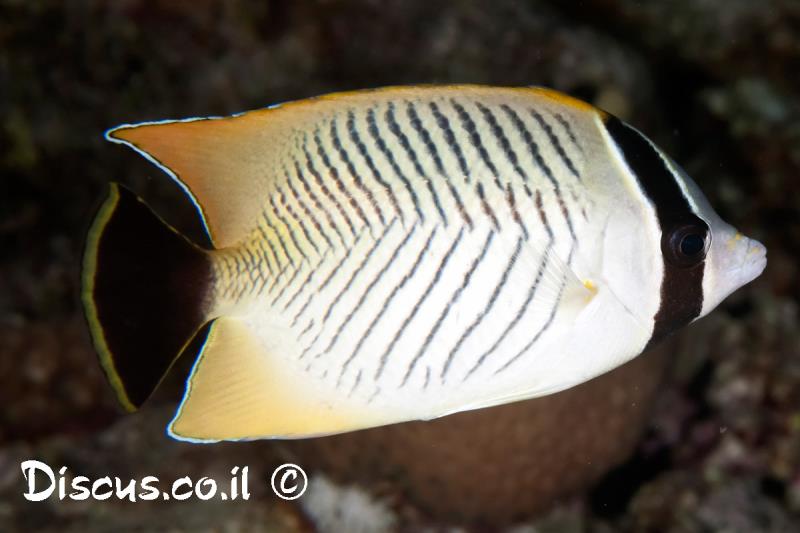 פרפרון שחור זנב