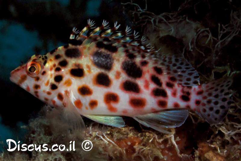 ריסנפיר אדמדם