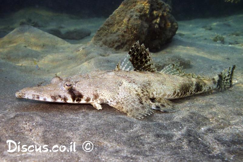 תמסחן ראשתן