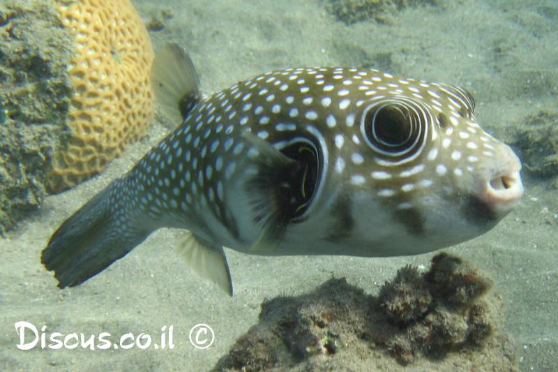 נפוחית לבנת כתמים