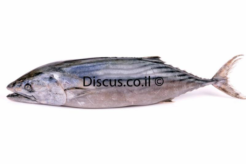 בוניטו אטלנטי