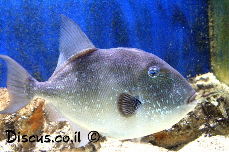 נצרן ים תיכוני