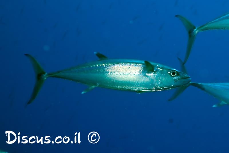 סקומברן זריז