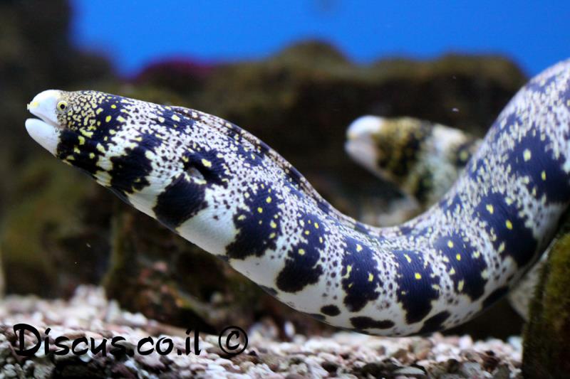 עכנון כוכבני