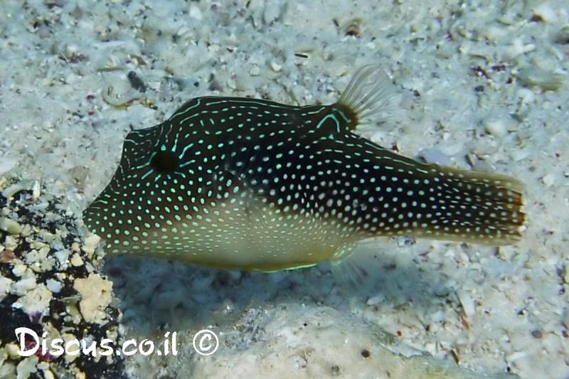 פנינון העין