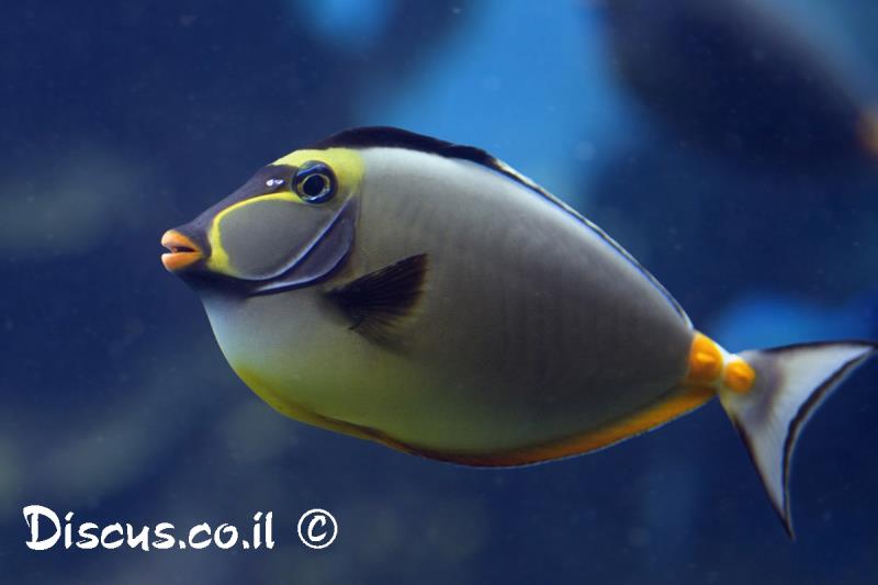 קרפנון ססגוני