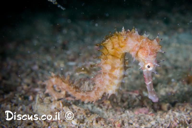 סוסון ים דרבני