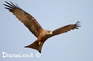 עופות-דורסים