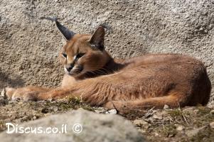 חתוליים-בישראל