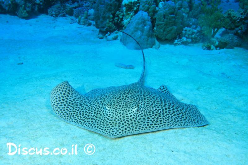 טריגון נקוד