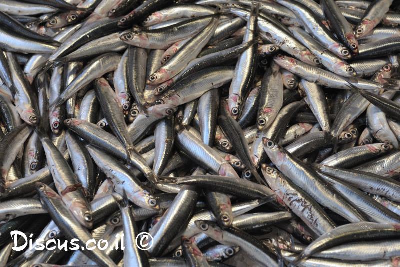 אנשובי אירופאי