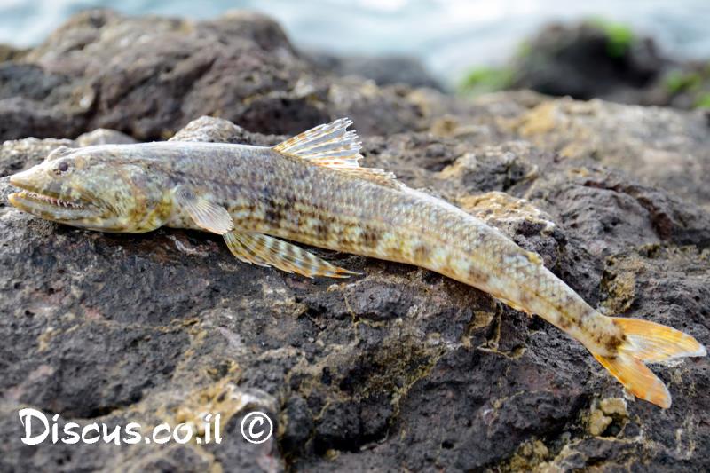 לטנון ים תיכוני