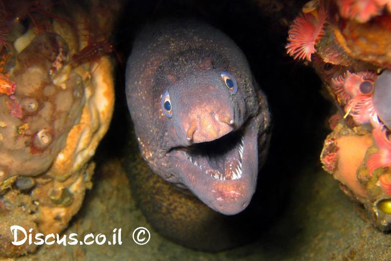 מורנה ים תיכונית