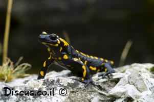 דו-חיים-בישראל