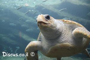 צבים-בישראל