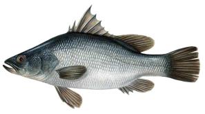 נסיכת הנילוס