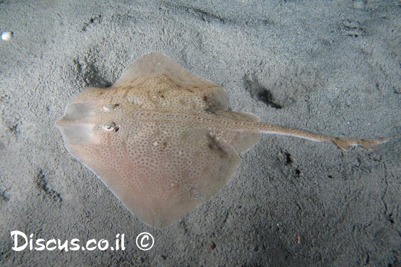 תריסנית קוצנית