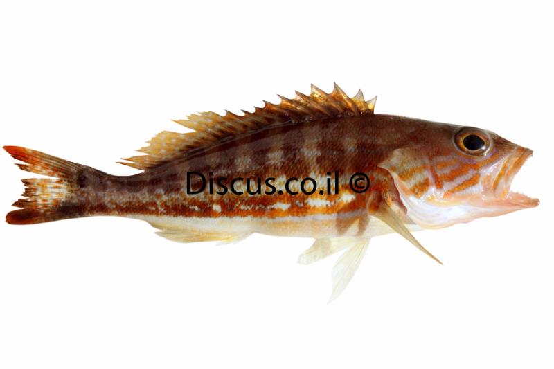 אוקנוס פסוס