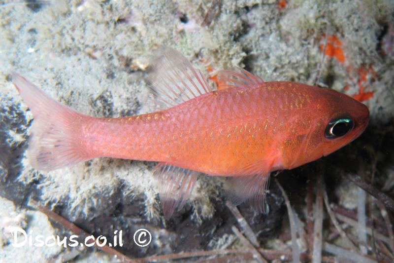 אפוגון ים תיכוני