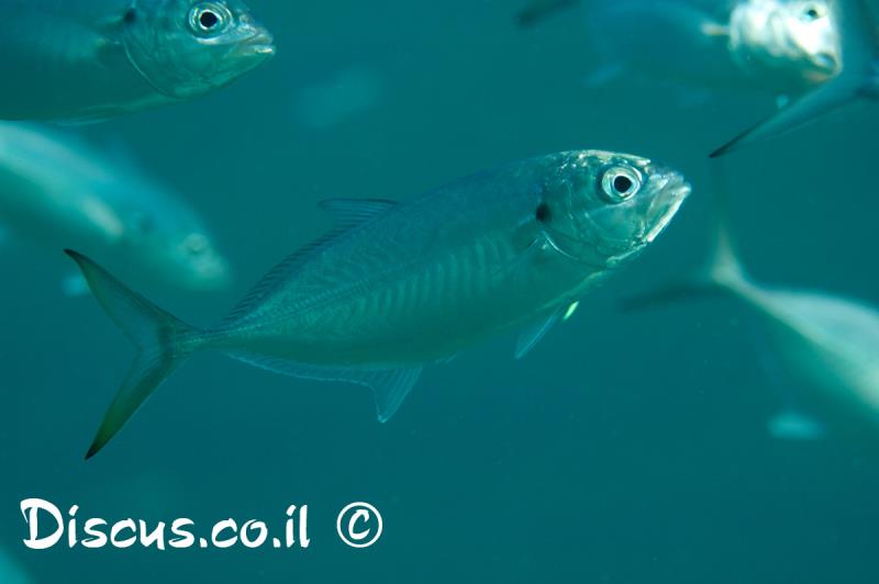 צנינית אטלנטית