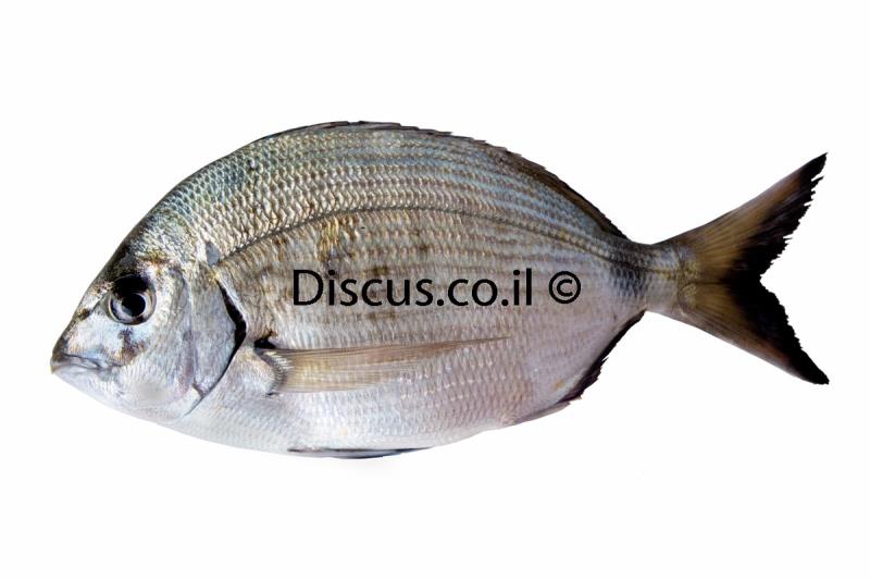 סרגוס מסורטט