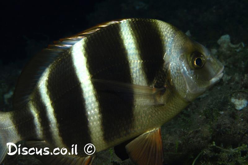 סרגוס הפסים