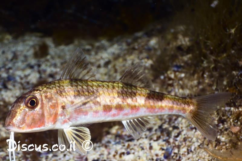 מולית אדומה