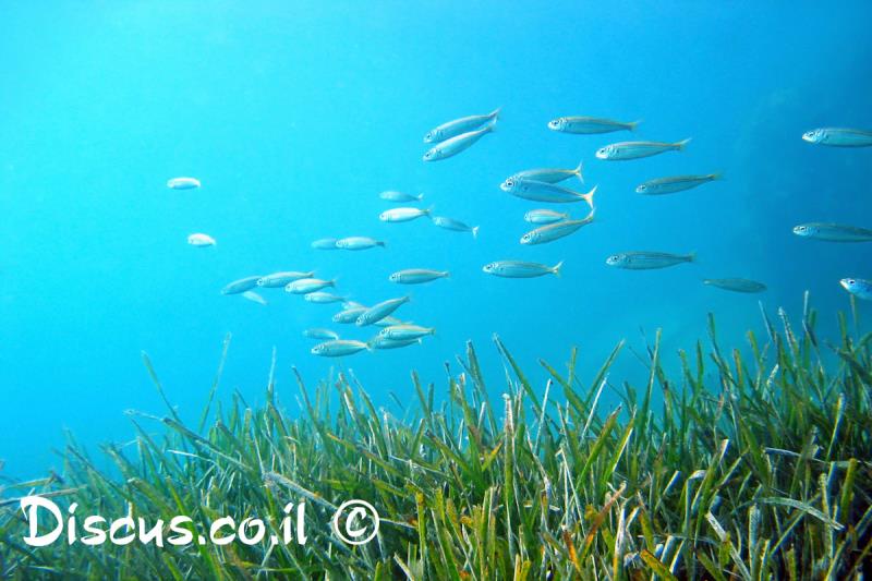 גובוס גלילי