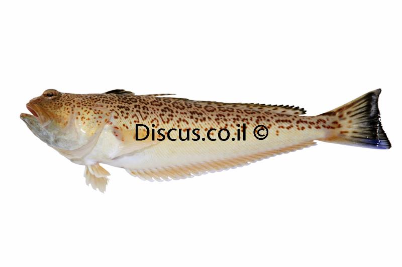 דרקון מקרין