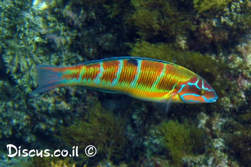 טוסון ים תיכוני