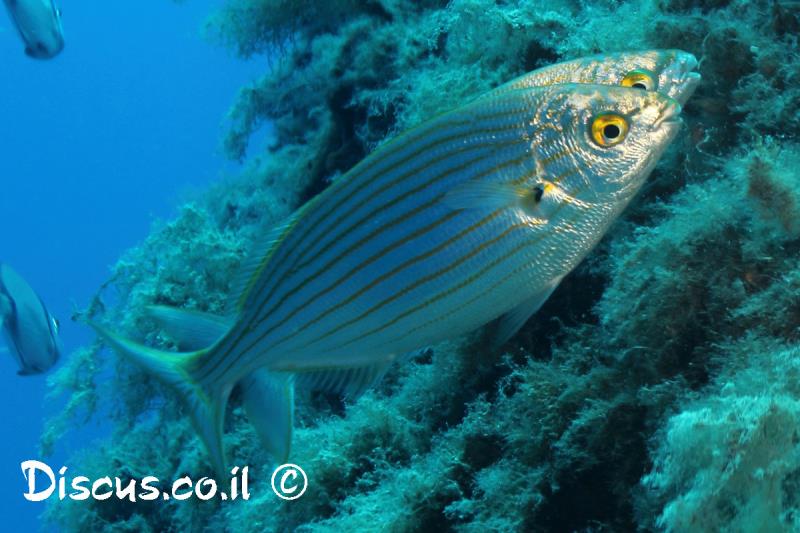 ורדית שישנית