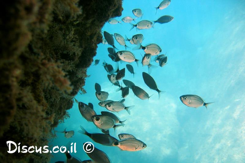 אובלד שחור זנב