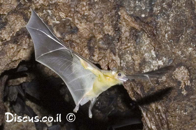 עטלף פירות מצוי