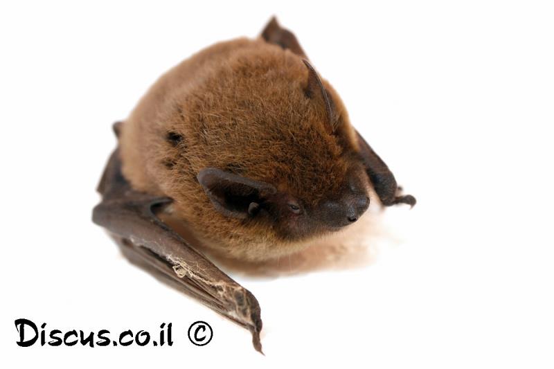 עטלפון אירופי